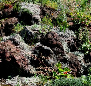 Sedum spathulifolium