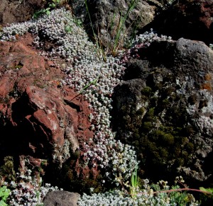 Sedum spathulifolium