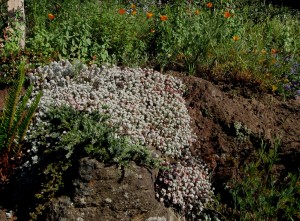 Sedum spathulifolium