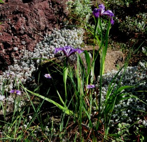 sedum with iris