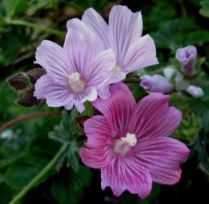 Sidalcea malviflora, checkerbloom