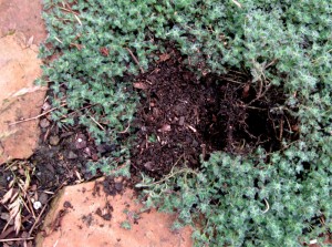 skunkdugthymeopt skunk-dug hole in the woolly thyme