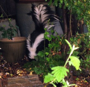 skunkneartellima striped skunk