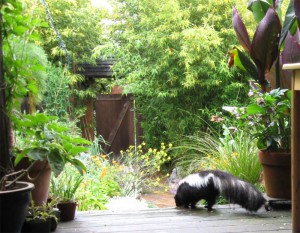 skunk on the porch