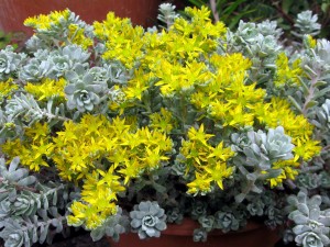 Sedum spathulifolium