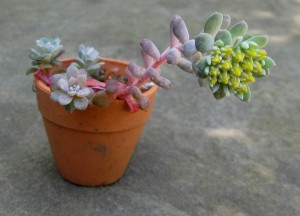 Sedum spathulifolium