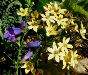 Penstemon heterophyllus and Triteleia Starlight