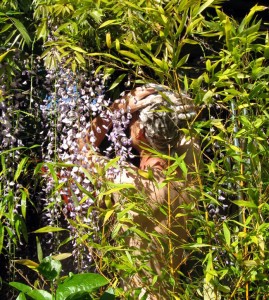 the wisteria shower