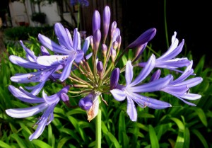 agapanthus