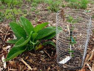 comfrey and newly-grafted apple tree