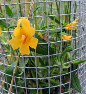 mimulus aurantiacus, monkey flower