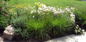 berksedge Berkeley sedge and Oenothera