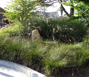 berksedgeplanting berkeley sedge