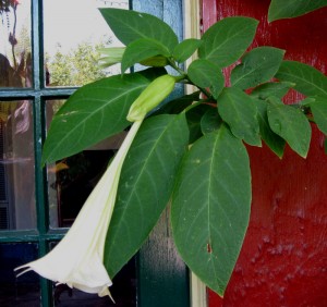 brugbydoor1 Brugmansia
