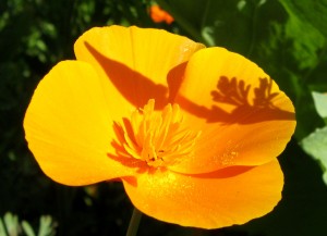 California Poppy, Eschscholzia californica