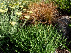 carexteucriumyarrow Carex testacea, Teucrium chamaedrys, Achillea Moonshine