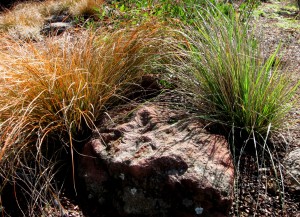 carexwithfestuca Carex testacea and Festuca californica
