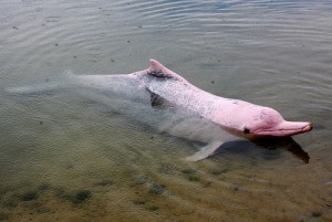 pink river dolphins