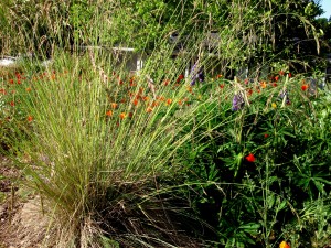 festucacalifornicalupinus Festuca californica