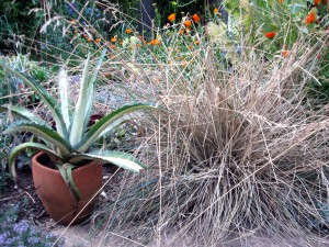Festuca californica in June