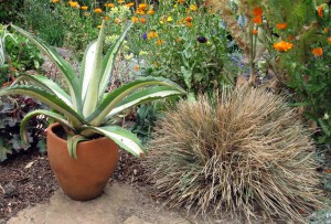 California fescue, Festuca californica, after a haircut