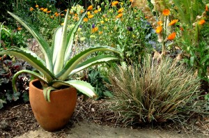 California fescue, Festuca californica, cut and clean