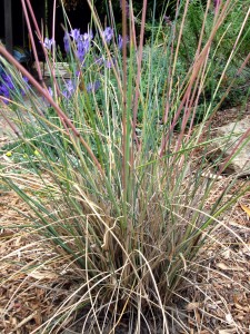 California fescue, festuca californica
