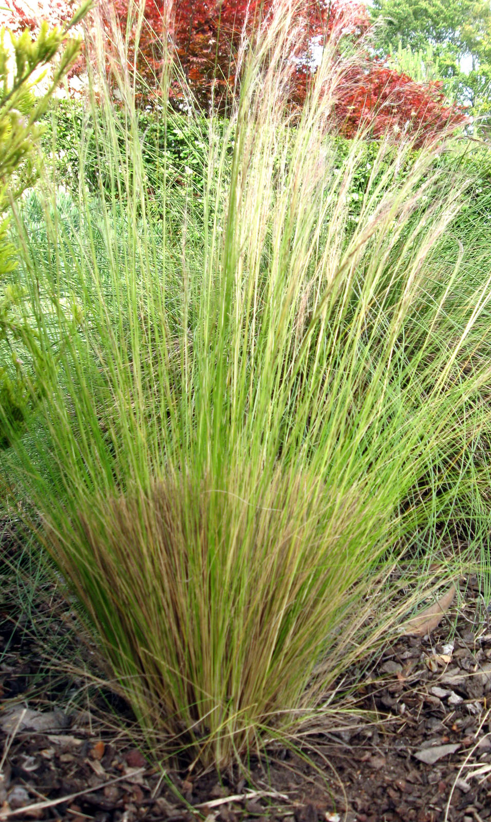 time-to-cut-back-the-ornamental-grasses-self-sufficiency-before-it