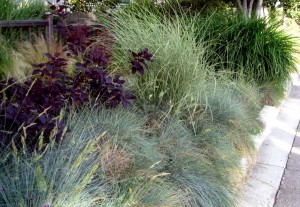 hellstripgrassessmokebush smokebush and grasses