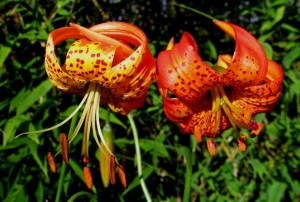 Panther Lily and Corralitos Hybrid Lily