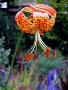 Panther lily, Lilium pardalinum ssp. pardalinum