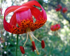 liliumpitkinense Lilium pitkinense