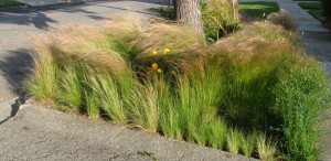 mexfeathergrass Mexican Feather Grass