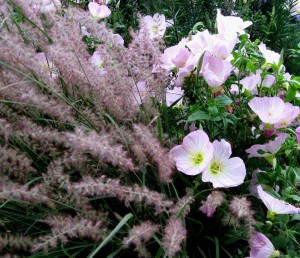 pennisetumoenothera Pennisetum and Oenothera