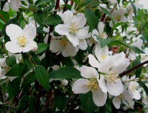 philadelphus1 Mock Orange