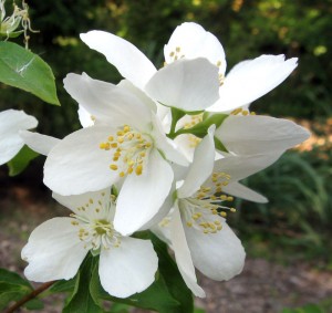 philadelphuslewisiibloom Western Mock Orange, Philadelphus lewisii