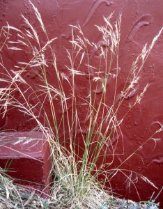Purple Needle Grass
