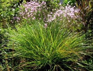 stipaarunclarkia Stipa arundinacea, New Zealand Wind Grass
