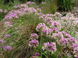 Allium unifolium with Festuca californica