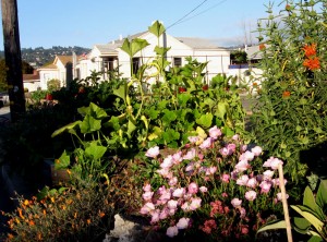 squash and mexican evening primrose