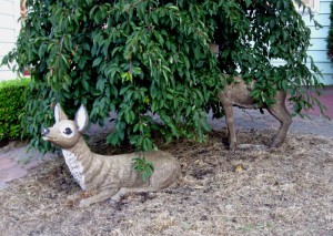 doe, a deer