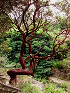 arctoattildenb Manzanita