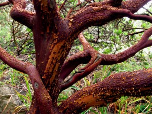 arctobarktilden Manzanita bark
