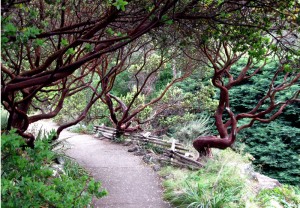 Manzanitas at Tilden