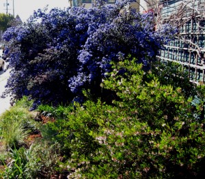 Ceanothus Dark Star, Manzanita, and dormant Wild Grape