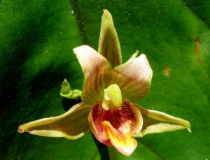 epipactisagainstcolocasia Stream Orchid, Epipactis gigantea