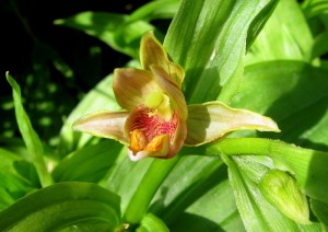 epipactisbright Stream Orchid, Epipactis gigantea
