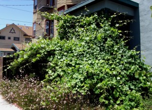 Wild Wild Grape, Vitis californica