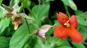 mimulusandepipactis Epipactis gigntea and Mimulus cardinalis