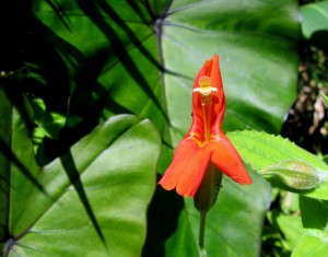 mimuluscardinalisbloom Mimulus cardinalis